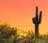 Saguaro in the desert